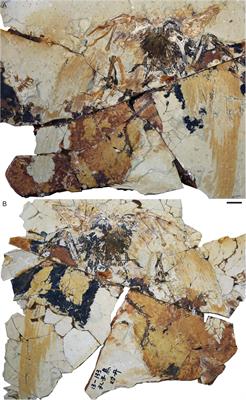 New Information on the Keratinous Beak of Confuciusornis (Aves: Pygostylia) From Two New Specimens